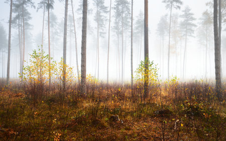 Panoramic view of the misty autumn forest. Green grass, red and orange leaves on the ground, bushes, plants, tall mossy pine tree trunks close-up. Environmental conservation in Finlandの写真素材