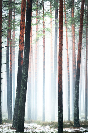 First snow in the misty autumn forest. Green grass, tall mossy pine tree trunks close-up. Natural background. Atmospheric landscape. Finlandの写真素材