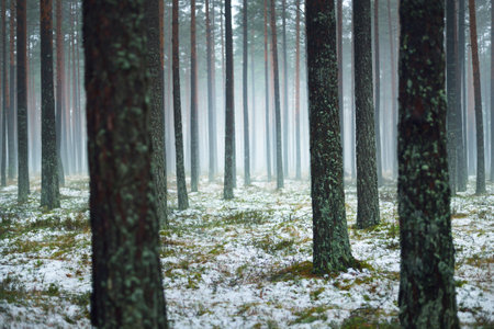 First snow in the misty autumn forest. Green grass, tall mossy pine tree trunks close-up. Natural background. Atmospheric landscape. Finlandの写真素材