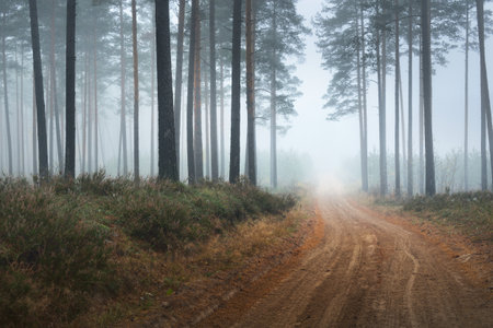 Single lane rural road (pathway) through the pine forest in a white mist. Atmospheric autumn landscape. Finlandの写真素材