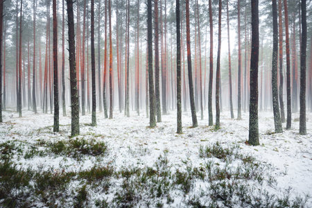 First snow in the misty autumn forest. Green grass, red and orange leaves on the ground, tall mossy pine tree trunks close-up. Finlandの写真素材