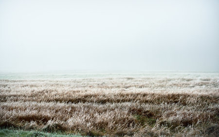 An empty green country field in a thick white morning fog. Frost and fresh snow on the ground. Warm winter. Concept image, environmental conservation, warm winter, climate change themeの写真素材
