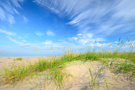 Sandy shore of the Baltic sea on a sunny summer day. Green grass and plants close-up. Clear blue sky with cirrus clouds. Idyllic seascape. Recreation theme. Germanyの写真素材