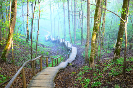 A wooden stairway through the hills of a misty mixed coniferous forest. Ancient mossy tree trunks close-up. Early morning fog, pure sunlight through the trees. Gauja national park, Sigulda, Latvia;の写真素材