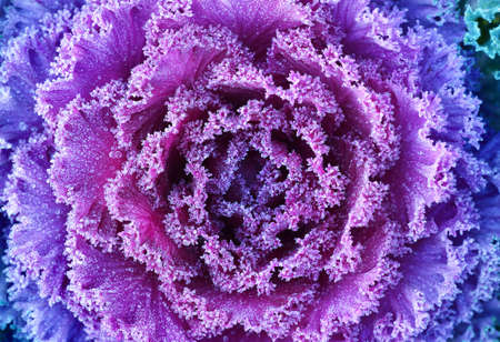 Morning hoar frost on purple leaves of decorative ornamental cabbage, close-up. Colorful natural pattern. Farming and gardening theme. Latviaの写真素材