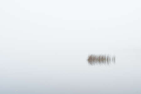 A view of the forest lake in a thick fog. Symmetry reflections on the water. Plants close-up. Misty autumn landscape. Dark fairytale. Germanyの写真素材