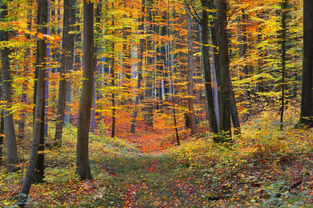 The wall of colorful beech trees, tree trunks close-up. Idyllic fairy autumn landscape. Green, red, orange and yellow leaves. Natural pattern. Environmental conservation theme. Heidelberg, Germanyの写真素材