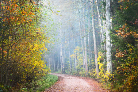 A rural road through the colorful golden birch trees, evergreen spruces and pines in a white morning fog. Idyllic autumn landscape. Misty forest scene. Kemeri national park, Latviaの写真素材