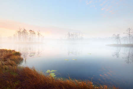 Swampy forest lake in a thick mysterious fog at sunrise. Cenas tirelis, Latvia. Golden sunlight through the evergreen tree trunks. Symmetry reflections on the water. Idyllic autumn landscapeの写真素材