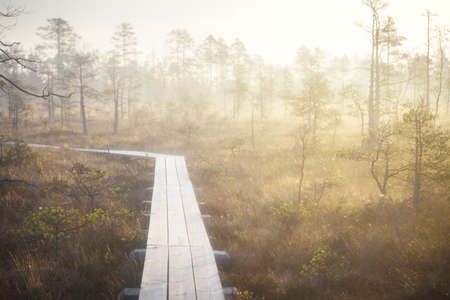 A wooden pathway trough the coniferous forest in a thick mysterious fog at sunrise. Cenas tirelis, Latvia. Sunlight through the old tree trunks. Idyllic autumn landscape. Natural tunnel, fairy sceneの写真素材