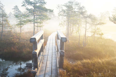 A wooden pathway trough the coniferous forest in a thick mysterious fog at sunrise. Cenas tirelis, Latvia. Sunlight through the old tree trunks. Idyllic autumn landscape. Natural tunnel, fairy sceneの写真素材