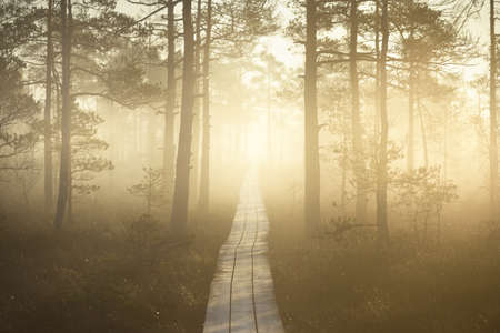 A wooden pathway trough the coniferous forest in a thick mysterious fog at sunrise. Cenas tirelis, Latvia. Sunlight through the old tree trunks. Idyllic autumn landscape. Natural tunnel, fairy sceneの写真素材