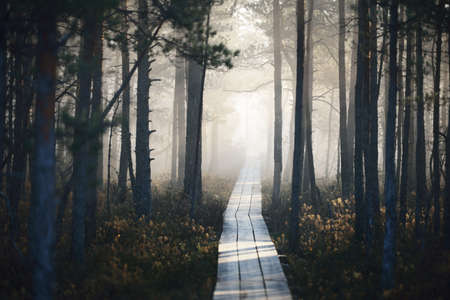 A wooden pathway trough the coniferous forest in a thick mysterious fog at sunrise. Cenas tirelis, Latvia. Sunlight through the old tree trunks. Idyllic autumn landscape. Natural tunnel, fairy sceneの写真素材