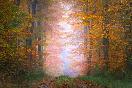 A pathway through the mossy forest hill. Colorful beech trees. Forest floor of red and orange...