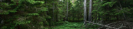 Pathway through the dark evergreen forest. Mighty pine, spruce, fir trees. Moss, fern, plants, tree...