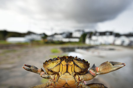 A small yellow crab in a hand, close-up. Yacht marina in the background. Environmental conservation theme. Craighouse, Jura island, Inner Hebrides, Scotland, UKの写真素材