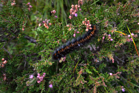 Caterpillar (Macrothylacia rubi) in the green garden. dew drops close-up. Jura island, Inner...