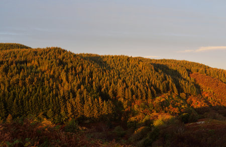 Breathtaking aerial view of the Scottish rainforest at sunrise. Pure morning sunlight. Loch...