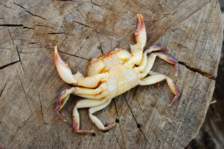 Colorful river crab Potamon sp. isolated on wooden background, extreme close-up. Zoology,...