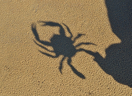Shadow of a toy crab reflecting in the sand, close-up. Baltic sea, Latvia. Childhood, educational toys, science, biology conceptsの写真素材
