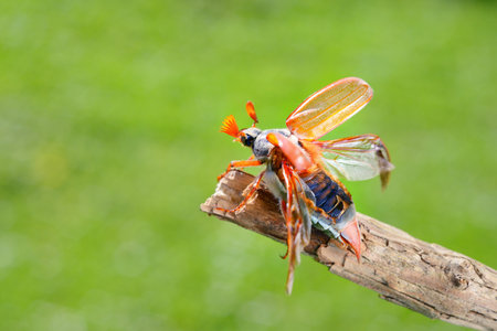 Cockchafer or May bug (Melolontha melolontha) is ready to fly from the tree branch, extreme...