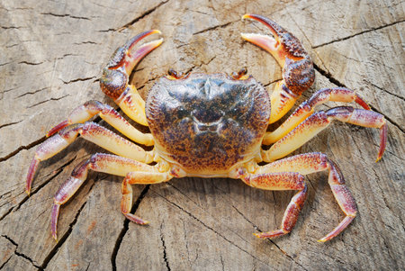 Colorful river crab Potamon sp. isolated on wooden background, extreme close-up. Zoology, carcinology, environmental protection in Italy. Science, education, graphic resourcesの写真素材