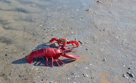 Red toy lobster on a sandy beach, close-up. Baltic sea, Latvia. Childhood, educational toys, science, biology conceptsの写真素材