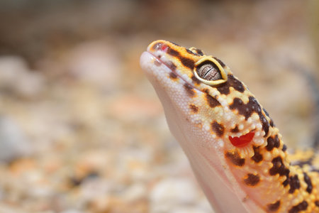 Leopard gecko Eublepharis macularius in the Zoo, close-up. Tallinn, Estonia. Portrait art, zoology, herpetology, environmental conservation, science, education conceptsの写真素材