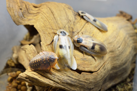 Giant cockroach Blaberus giganteus in terrarium, close-up. Wooden texture in the background....