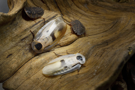Giant cockroach Blaberus giganteus in terrarium, close-up. Wooden texture in the background....