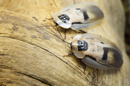 Giant cockroach Blaberus giganteus in terrarium, close-up. Wooden texture in the background....