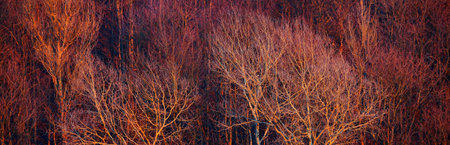 Birch forest at sunset. Dark tree silhouettes in a red light. Panoramic aerial view. Abstract...