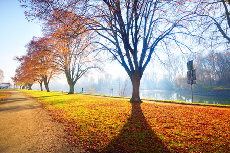 An empty alley through the park near Rhine river, tall golden trees close-up. No people because of travel ban and coronavirus (COVID-19) outbreak. Quarantine zone in Mainz, Rheinland-Pfalz, Germanyの写真素材