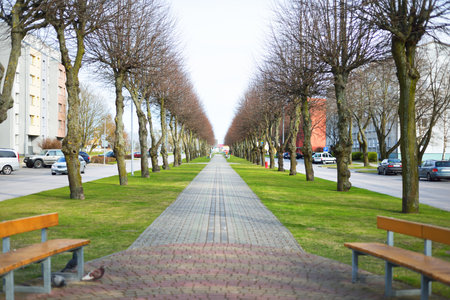 An empty alley through the tall trees, wooden benches close-up. Soviet era block houses and buildings in the background. No people because of coronavirus (COVID-19) outbreak, Poland quarantine zoneの写真素材