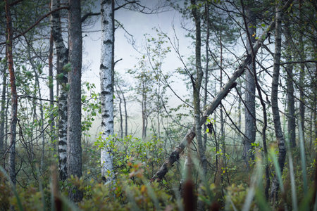 Evergreen forest in a white fog at sunrise. Pine and fir trees close-up. Picturesque scenery....