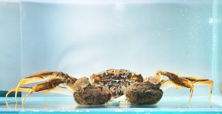Eriocheir crab isolated in aquarium, close-up. Invasive species, zoology, biology, carcinology, zoo...