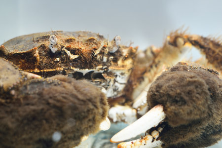 Eriocheir crab isolated in aquarium, close-up. Invasive species, zoology, biology, carcinology, zoo laboratory, science, research, education, environmental damage and conservationの写真素材