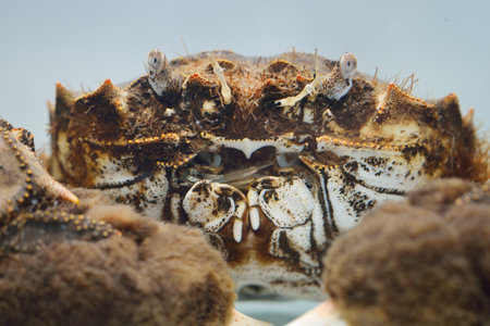 Eriocheir crab isolated in aquarium, close-up. Invasive species, zoology, biology, carcinology, zoo...