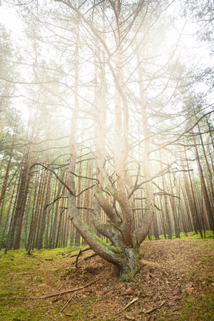 An ancient tall mighty pine trees in the evergreen forest during fall season. Morning fog. Close-up...