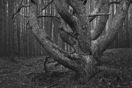 An ancient tall mighty pine trees in the evergreen forest during fall season. Morning fog. Close-up...