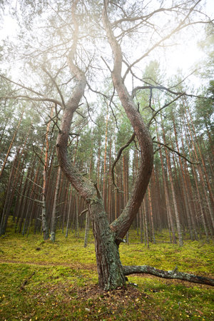 An ancient tall mighty pine trees in the evergreen forest during fall season. Morning fog. Close-up...
