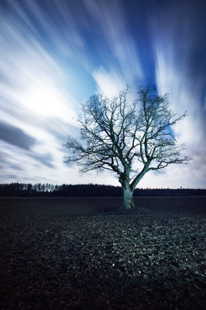 Clear blue sky with shining stars and glowing clouds above the agricultural plowed field at night. Lonely dry oak tree close-up. Idyllic rural scene. Epic cloudscape. Silence, gothic, fantasy conceptsの写真素材