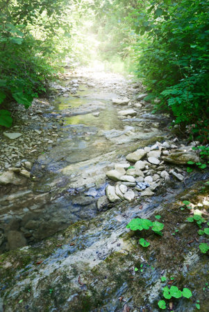 Small mountain river in the forest on a clear summer day. Italy. Natural habitat for a freshwater...