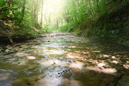 Small mountain river in the forest on a clear summer day. Italy. Natural habitat for a freshwater...