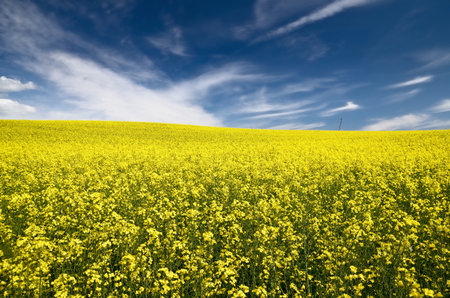 Blooming rapeseed field. Clear blue sky with glowing clouds. Cloudscape. Rural scene. Agriculture, biotechnology, fuel, food industry, alternative energy, environmental conservation. Panoramic viewの写真素材
