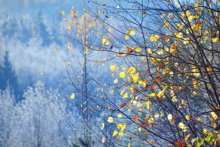 Frozen plants, young trees covered by rime. Colorful green, yellow, golden leaves close-up. Abstract natural botanical pattern, texture, background. Winter wonderland. Seasons, nature, magic, fantasyの写真素材