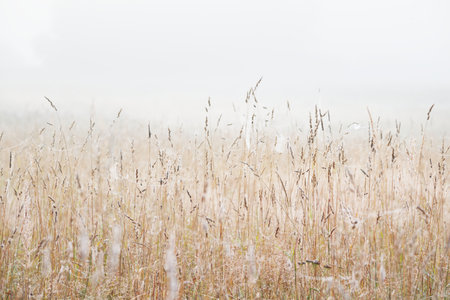 Forest meadow at sunrise. Pure morning sunlight, sunbeams, fog, haze. Golden spikelets close-up....