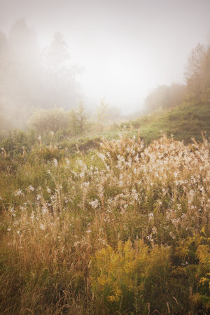 Forest meadow at sunrise. Pure morning sunlight, sunbeams, fog, haze. Blooming wildflowers close-up. Valmiera, Latvia. Atmospheric landscape. Nature, environmental conservation, ecologyの写真素材