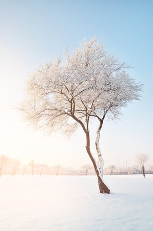 Picturesque panoramic view of the snow-covered forest (old city park) on a clear day. Lonely tree in hoarfrost close-up. Winter wonderland. Seasons, climate change, pure nature, ecology, environmentの写真素材