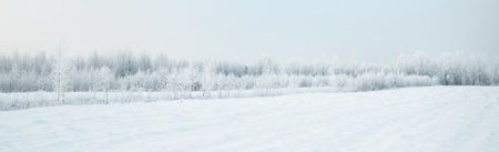 Picturesque panoramic view of the snow-covered forest (old city park) on a clear day. Trees in hoarfrost close-up. Winter wonderland. Seasons, climate change, pure nature, ecology, environmentの写真素材